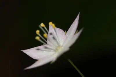 Trientalis latifolia 4976