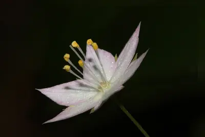 Trientalis latifolia 4976f