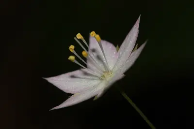 Trientalis latifolia 4977