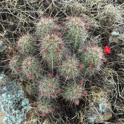 Echinocereus coccineus coccineus 22