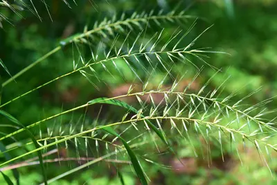Grassy (217492161)