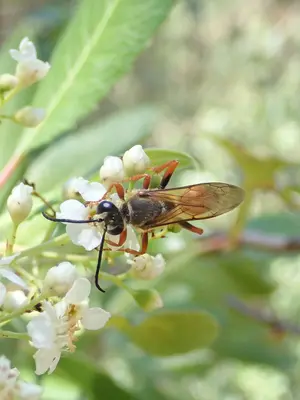 Sphex ichneumoneus (Linnaeus, 1758) 3320903947