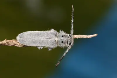 Mecas bicallosa