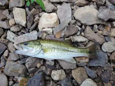 Micropterus punctulatus 90198550