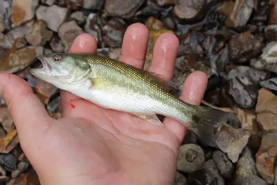 Micropterus punctulatus 300272047