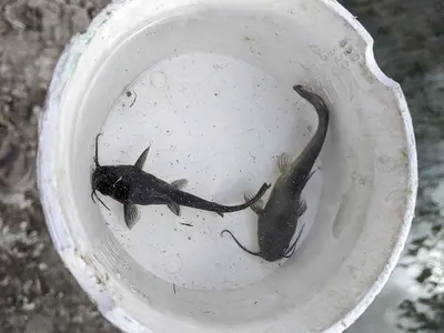 Bullhead fish juveniles (Ameiurus) -2