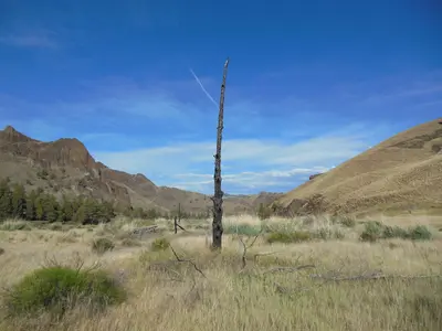 Tree snag along John Day River