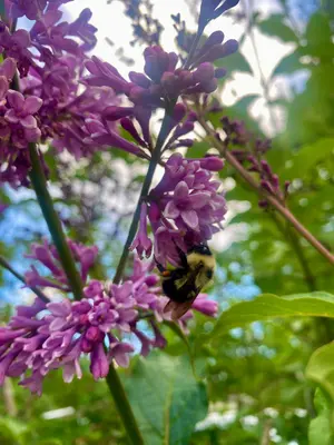 Bee Upon Lilac Blossoms