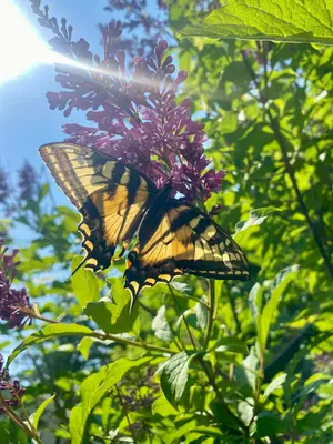 Swallowtail Butterfly Upon Lilac Blossoms