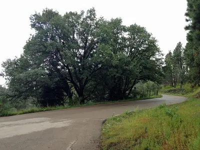 Oak Grove Campground Road