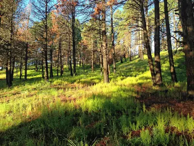 Regrown Lincoln NF