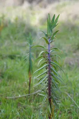 Euphorbia lathyris L. side wiew