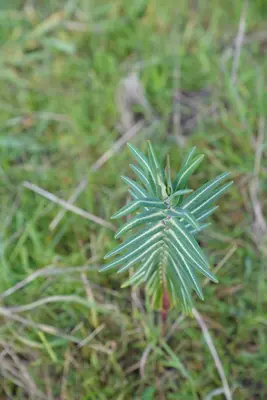 Euphorbia lathyris L