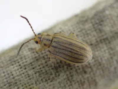 Ophraella notulata 42542373