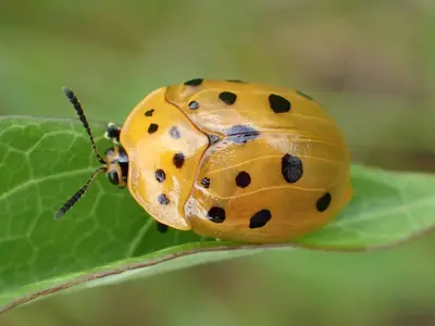 Chelymorpha cassidea 01