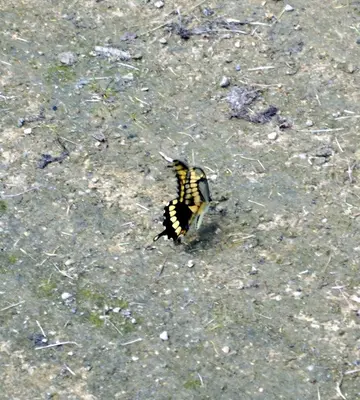 Giant Swallowtail (Papilio cresphontes) (5996723146)