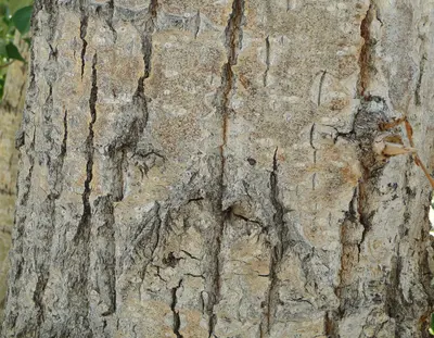 Mono Lake - Populus trichocarpa next to Lee Vinning Creek- bark