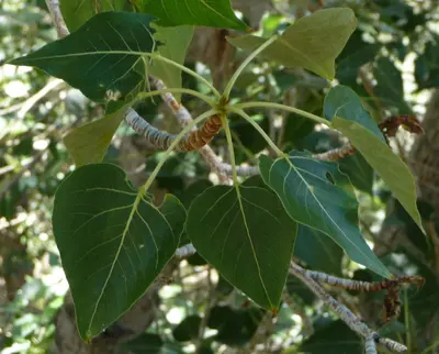 Mono Lake - Populus trichocarpa next to Lee Vinning Creek - branch and leaves