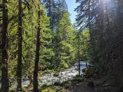 Buck creek trees