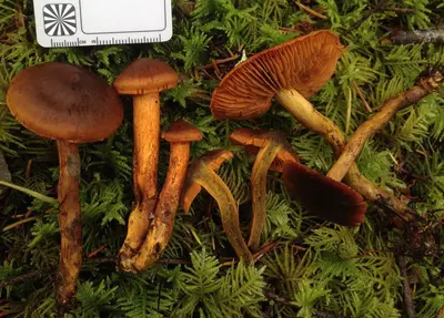 Cortinarius aurantiobasis Ammirati & A.H. Sm 678964