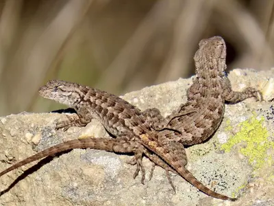 Sceloporus occidentalis bocourtii 332570116