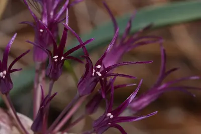 Allium falcifolium 4575