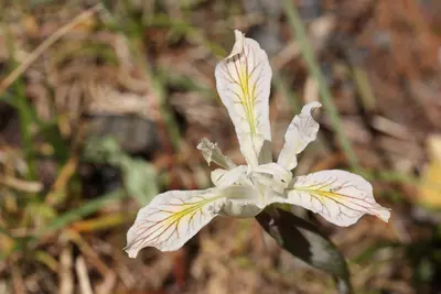 Iris chrysophylla 4565