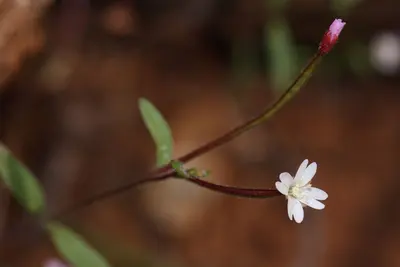 Epilobium minutum 4569