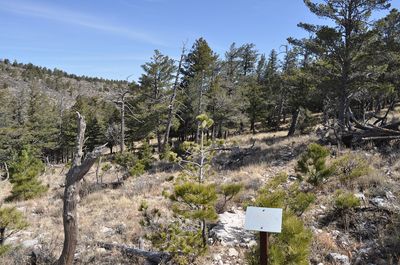 Bush Mountain Campground Trail