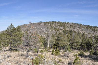 Bush Mountain summit