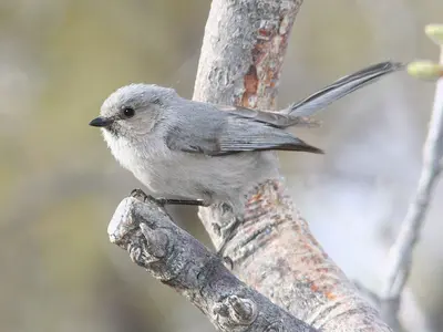 Plumbeous Bushtit, Star Springs, Utah 1