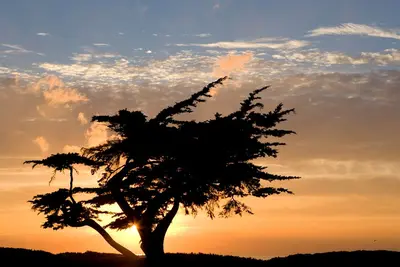 Loan cypress - panoramio
