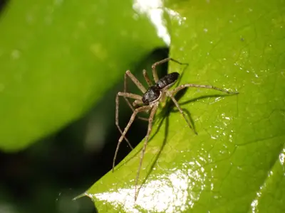 Philodromus dispar 156866414