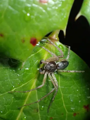Philodromus dispar 157460021