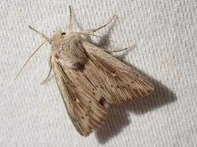 Leucania insueta