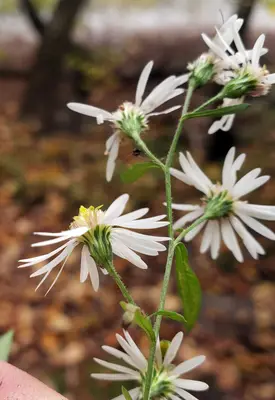 Symphyotrichum ontarionis 102149320