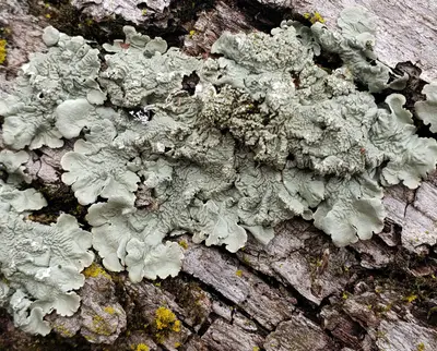Flavoparmelia caperata 68564817