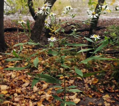 Symphyotrichum ontarionis 102149315