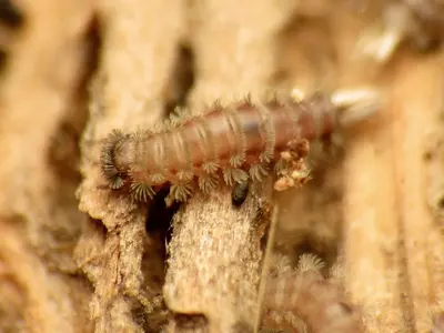 Bristly Millipede (36793671564)