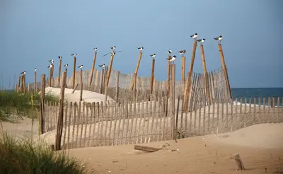 Core Banks - Laughing Gull - 10