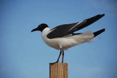 Core Banks - Laughing Gull - 03