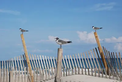 Core Banks - Laughing Gull - 09