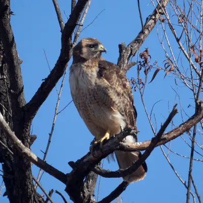 Hawk (11391789383)