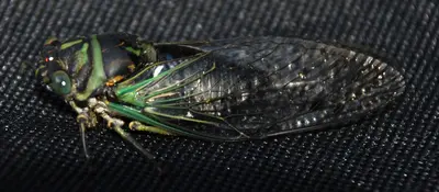 Smoke Hole - Tibicen cicada 2