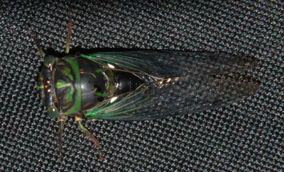 Smoke Hole - Tibicen cicada 1