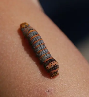Smoke Hole - Caterpillar