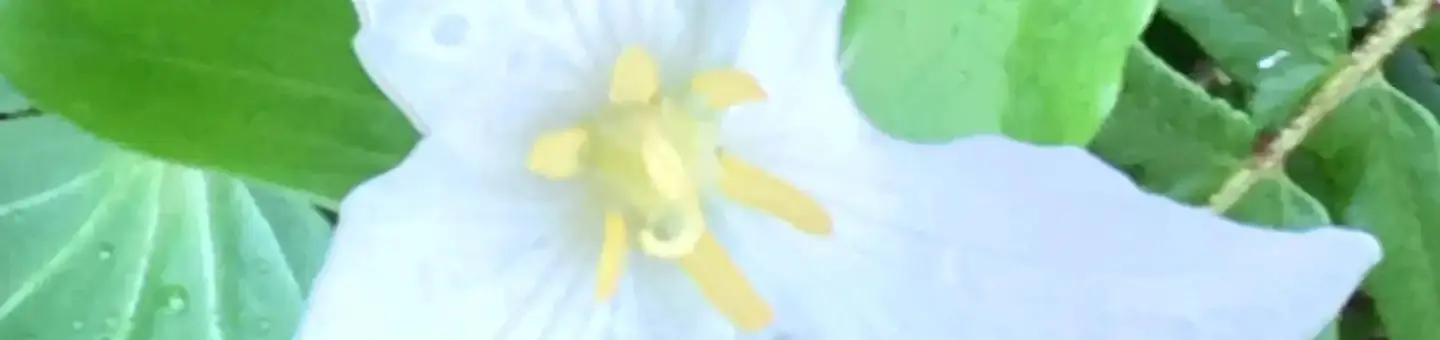 Trillium flower