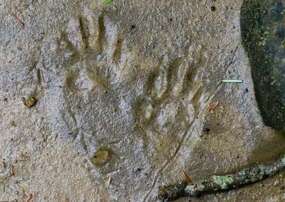 Signs of Procyon lotor (14343992948)