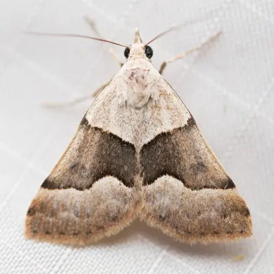 Hemeroplanis incusalis