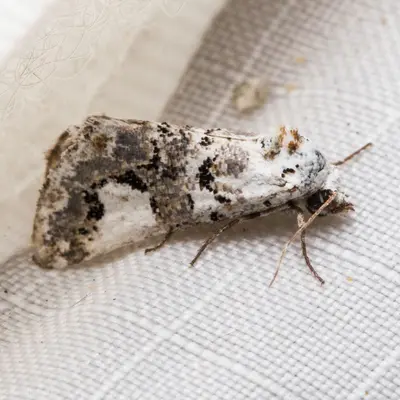 Tristyla alboplagiata